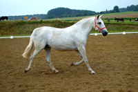 Pierra anta